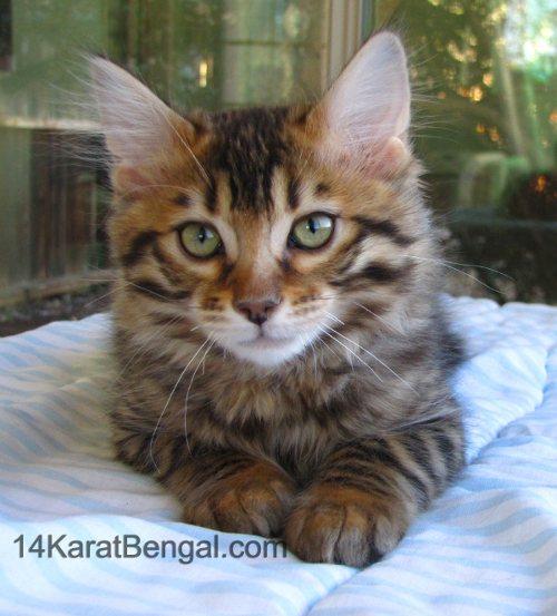 14Karat Bengal Top Quality Cashmere Kitten / Long Haired Bengal Kittens For Sale in AZ