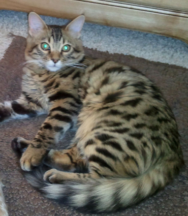 14Karat Bengal Cashmere Bengal Cat Tucker